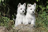 WESTIE 151